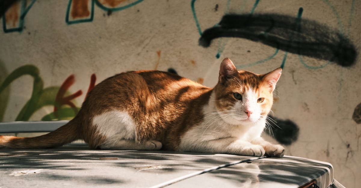 Common Rental Agreement Terms You Should Know